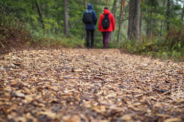  Two people, couple walking in the forest on a beautiful mulch trail in the spring