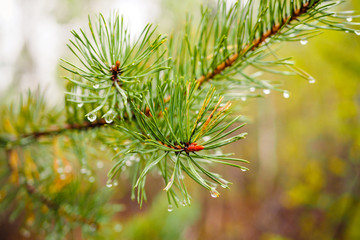 Naklejka na ściany i meble Spruce branches with dew drops in the early summer morning in the forest