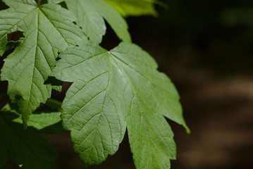 Maple leaves on the outside nature background