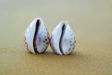 Two seashells on the beach. The concept of tourist recreation.