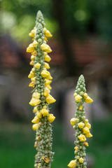 Flores amarillas espigadas