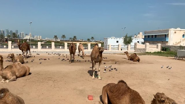 Lying and standing camels in a camel market in Qatar.