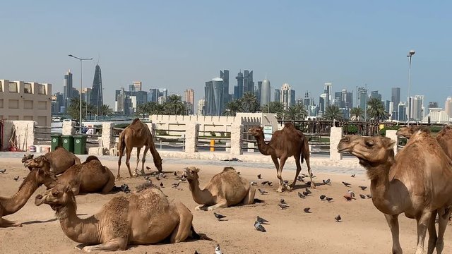 Birds looking for food in a camel market in Doha, Qatar.