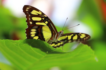 Butterfly Yellow