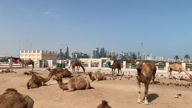 A camel market with lots of resting camels and birds in front of the Doha skyline in Qatar.