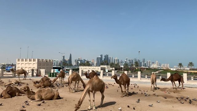 Time lapse of camels standing, eating and resting at a camel market in near Doha, Qatar.