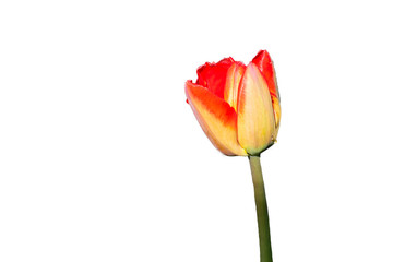 A close up of a tulip flower on a white background