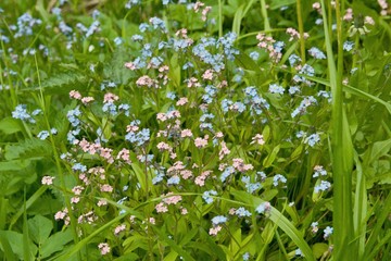 Blooming blue and pink Myosotis