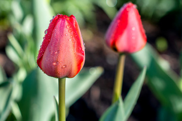 Tulips are blooming at spring time