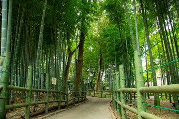 Bamboo forest in the park