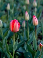 Tulips are blooming at spring time