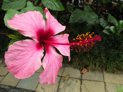 Flor Cayena Hibiscus Malvaceae En Colores Rojizos