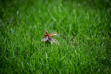 beetle on grass