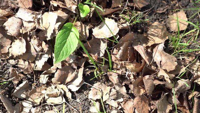 A Firebug on forest floor.