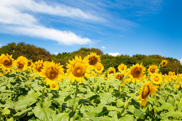 Sunflower garden in Hitachi seaside park