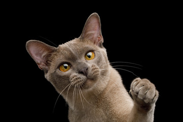 Cute Portrait of Playful Cat Raising up paw, isolated on black background, front view