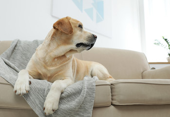 Dog Pet photos, royalty-free images, graphics, vectors & videos | Adobe ...