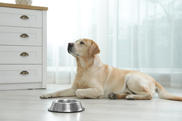 Yellow labrador retriever with feeding bowl on floor indoors