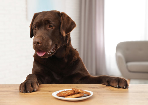 Chocolate labrador retriever at table with plate of cookies indoors