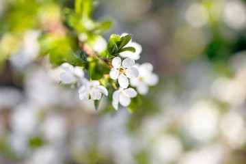Blooming cherry flower