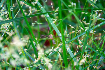 large mosquito in nature