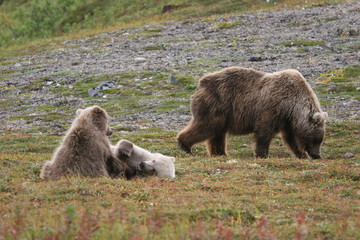 wild grizzlys (ursus arctos horribilis) at kenai, alaska