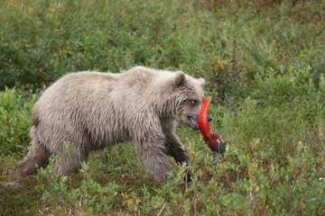 White young wild grizzly eating salmon at Kenai