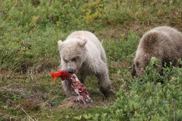 White young wild grizzly eating salmon at Kenai