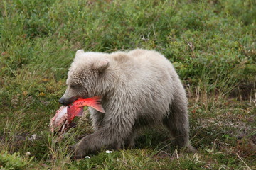 White young wild grizzly eating salmon at Kenai
