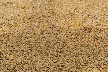 Luwak coffee, unclean coffee beans,  Kopi luwak is coffee that includes part-digested coffee cherries eaten and defecated by the Asian palm civet at coffee drying yard in Dalat, Vietnam.