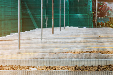 Luwak coffee, unclean coffee beans,  Kopi luwak is coffee that includes part-digested coffee cherries eaten and defecated by the Asian palm civet at coffee drying yard in Dalat, Vietnam.