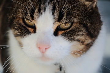 Minou