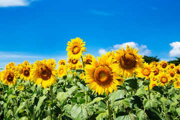 Sunflower garden in Hitachi seaside park