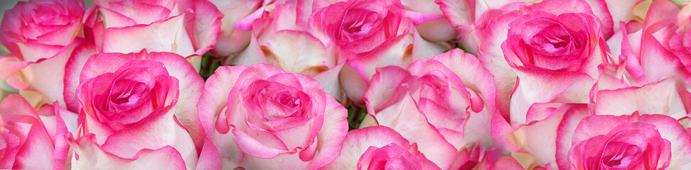 Background of flowers of pink roses. Concept of business or congratulations. Selective focus, close-up. Banner.