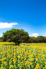 Sunflower garden in Hitachi seaside park