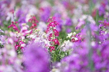 茨城県の牛久大仏の花