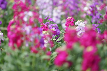 Obraz premium 牛久大仏の花
