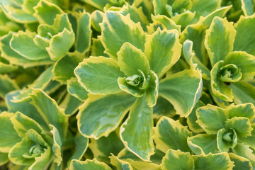 Sedum 