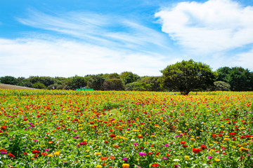 Zinnia garden in Hitachi seaside park