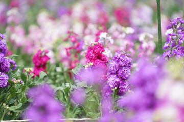 牛久大仏の花