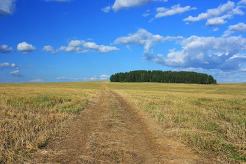 Dirt country road in an empty field