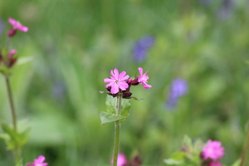 Fototapeta premium wild pink flower