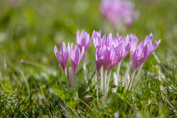 crocus in a wide green pasture in Dolomites in a sunny day