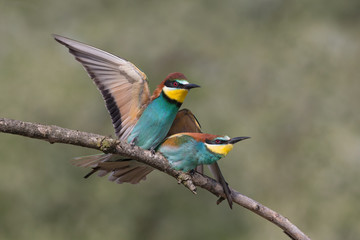 Couple of European bee eaters (Merops apiaster)