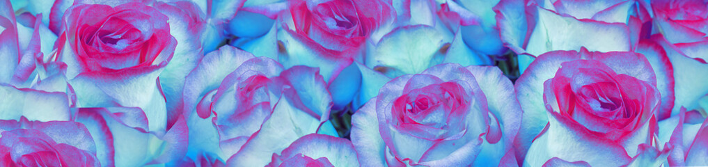 Background of flowers of blue roses. Concept of business or congratulations. Selective focus, close-up. Banner.