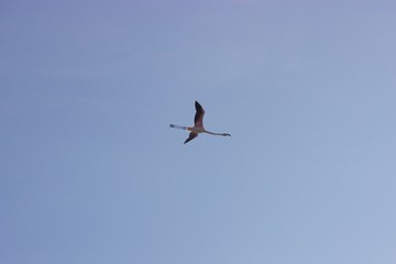 One flamingo flying alone in the clear blue sky 