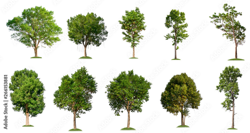 Poster isolated tree collection on white background
