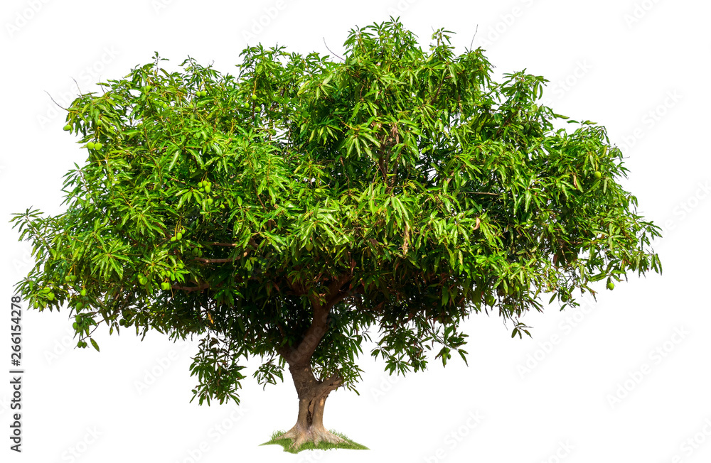 Poster isolated mango tree on white background with clipping path 