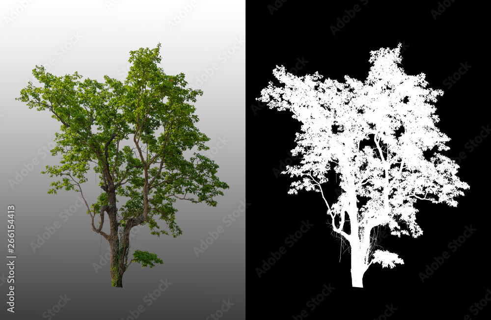 Aufkleber single tree with clipping path and alpha channel