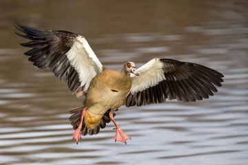 Single Egyptian Goose landing with a splash on a pond